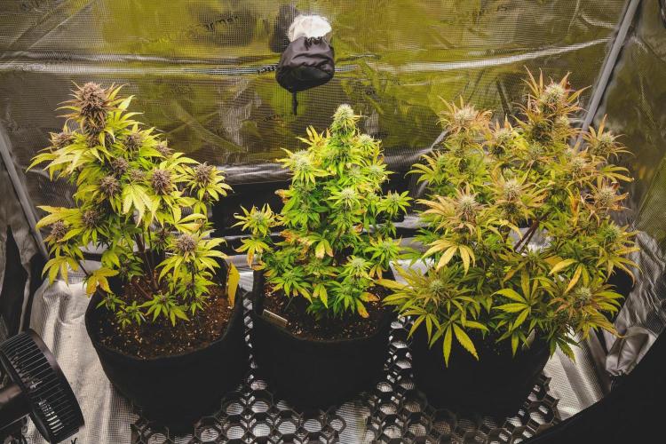 Welcome_Newbie_indoor. Week 7