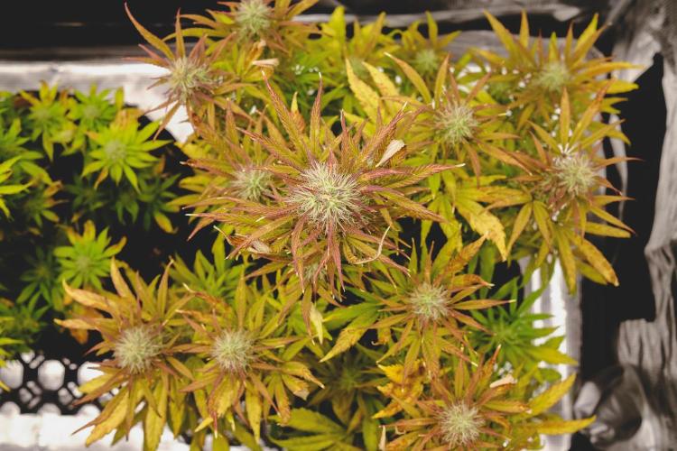 Welcome_Newbie_indoor. Week 7