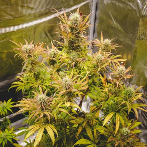 Welcome_Newbie_indoor. Week 7