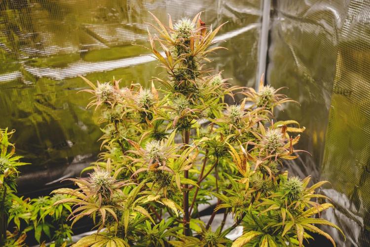 Welcome_Newbie_indoor. Week 7