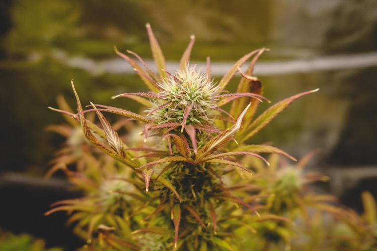 Welcome_Newbie_indoor. Week 7