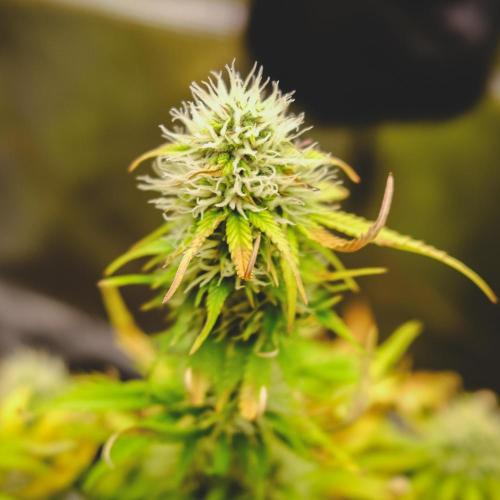 Welcome_Newbie_indoor. Week 7