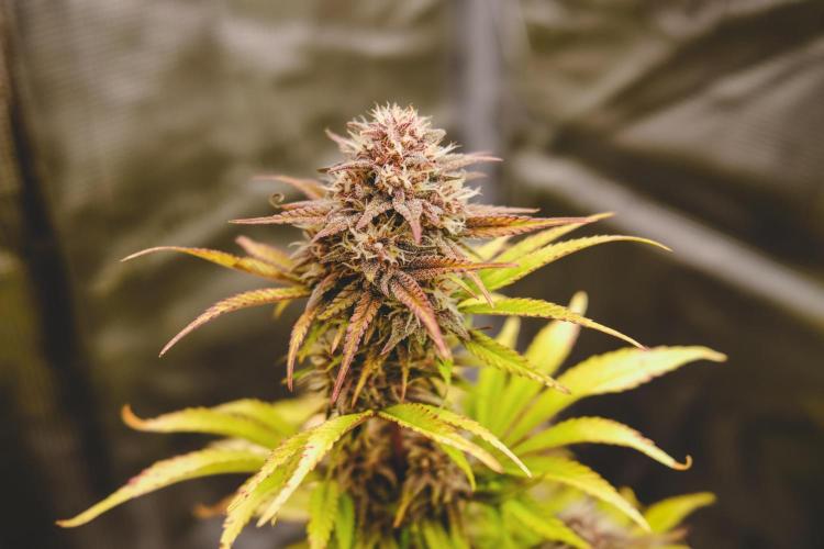 Welcome_Newbie_indoor. Week 7