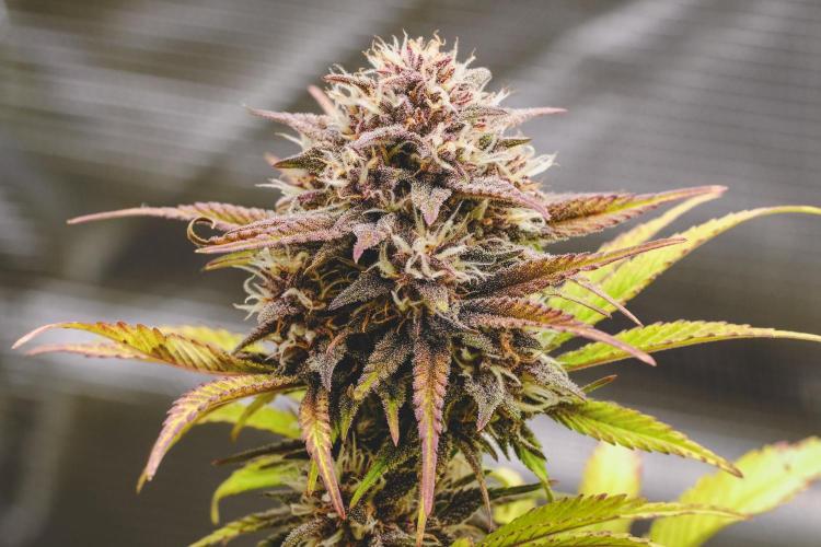 Welcome_Newbie_indoor. Week 7