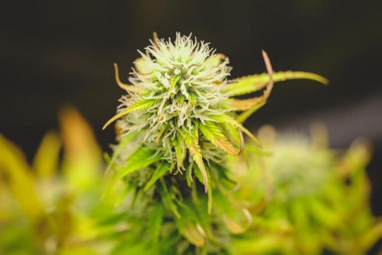 Welcome_Newbie_indoor. Week 7