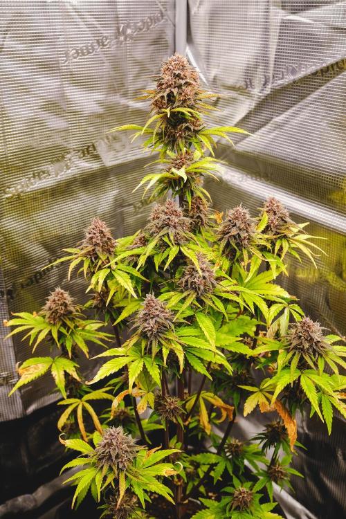 Welcome_Newbie_indoor. Week 8 - Tropicana Cookies 