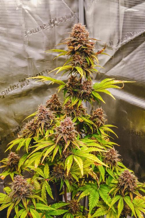 Welcome_Newbie_indoor. Week 8