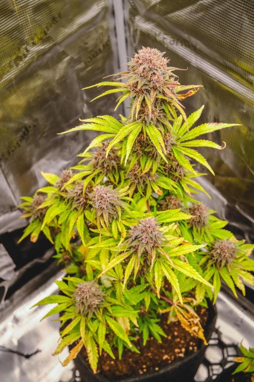 Welcome_Newbie_indoor. Week 8