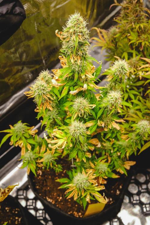 Welcome_Newbie_indoor. Week 8 - Violet Face