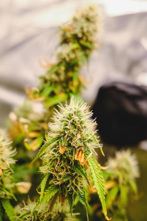 Welcome_Newbie_indoor. Week 8