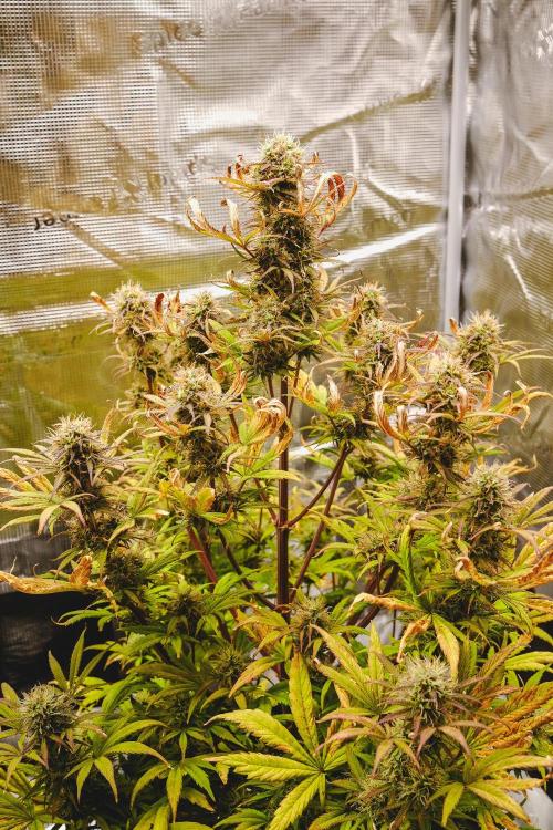 Welcome_Newbie_indoor. Week 8 - Gorilla 