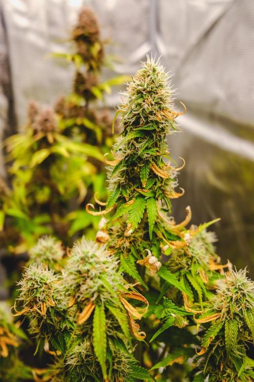 Welcome_Newbie_indoor. Week 8