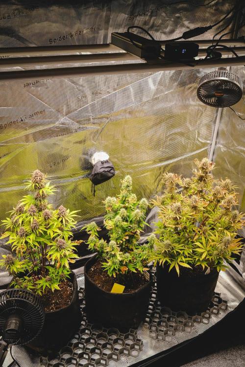 Welcome_Newbie_indoor. Week 8