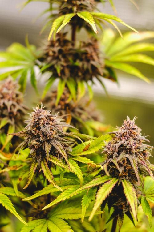 Welcome_Newbie_indoor. Week 8