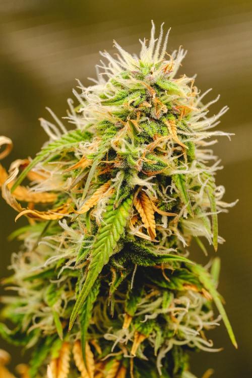 Welcome_Newbie_indoor. Week 8