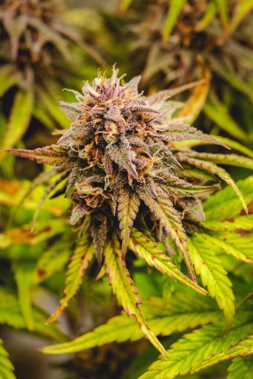 Welcome_Newbie_indoor. Week 8