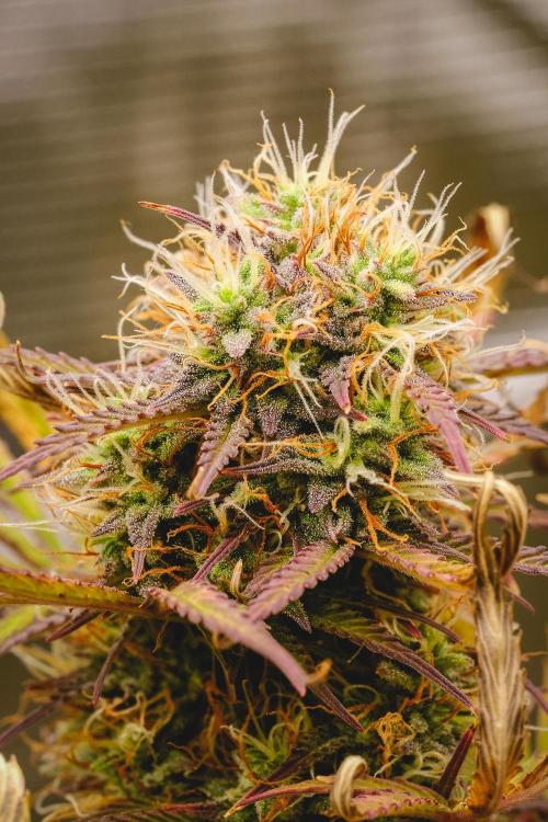 Welcome_Newbie_indoor. Week 8