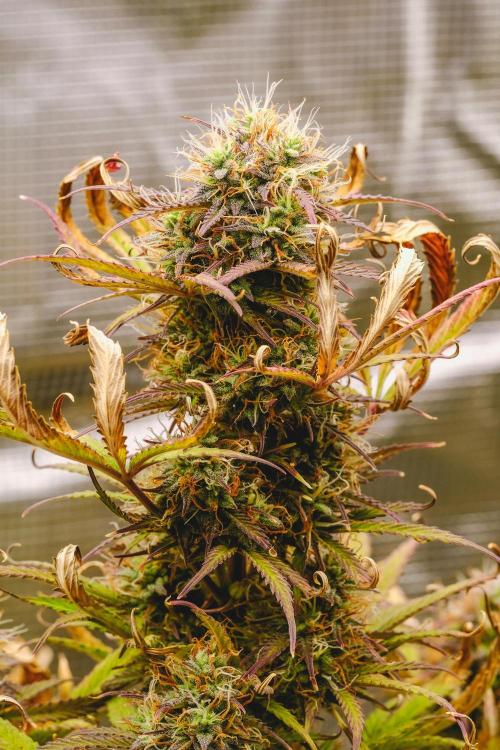 Welcome_Newbie_indoor. Week 8