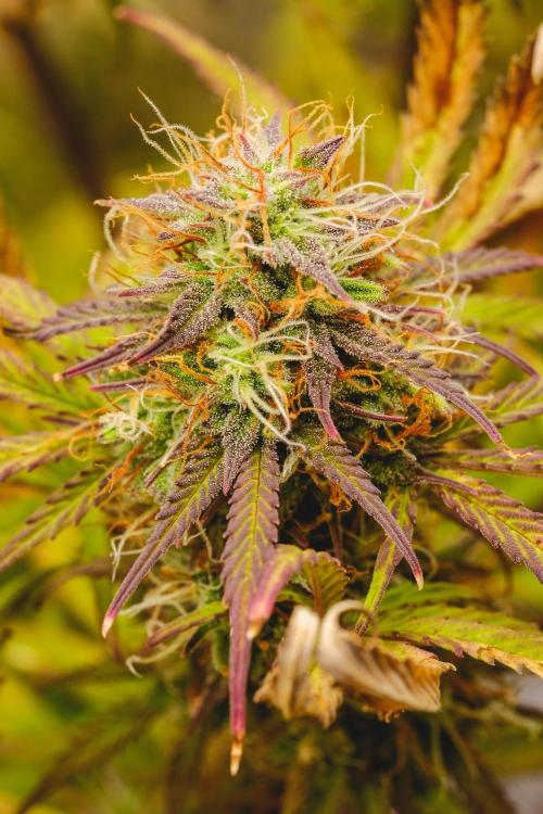 Welcome_Newbie_indoor. Week 8