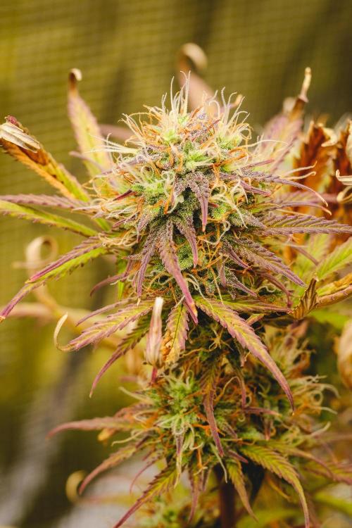 Welcome_Newbie_indoor. Week 8