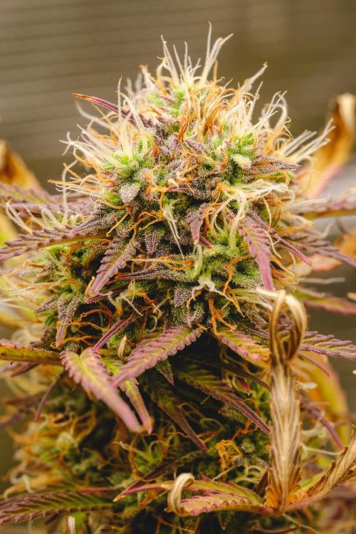 Welcome_Newbie_indoor. Week 8