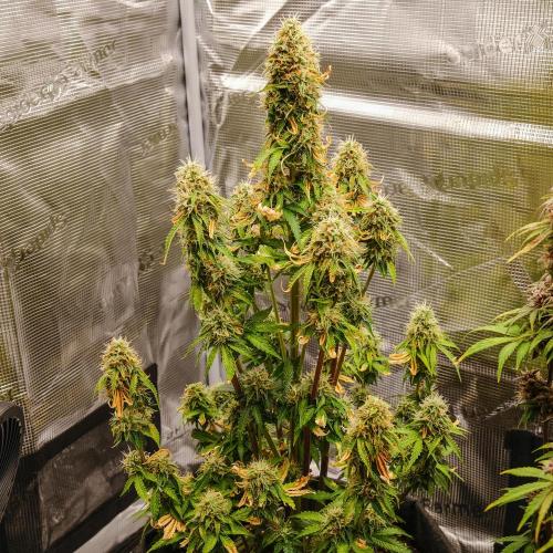 Welcome_Newbie_indoor. Week 9 - Violet Face