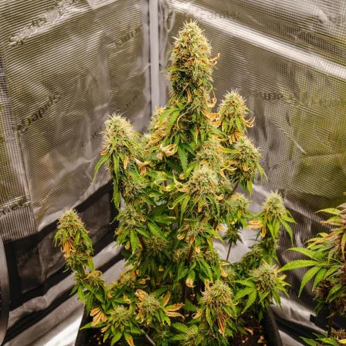 Welcome_Newbie_indoor. Week 9 - Violet Face