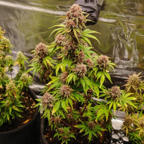 Welcome_Newbie_indoor. Week 9 - Tropicana Cookies