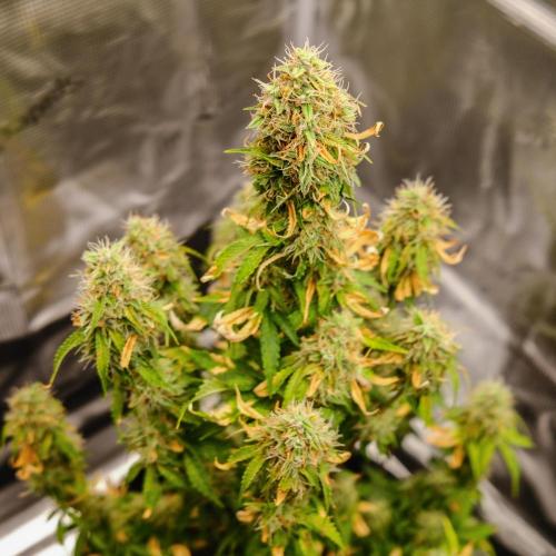 Welcome_Newbie_indoor. Week 9