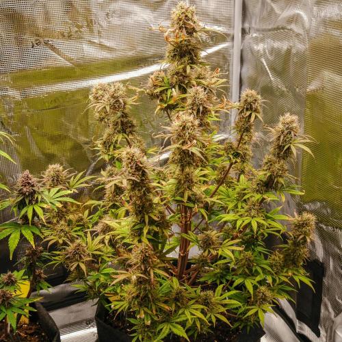 Welcome_Newbie_indoor. Week 9 - Gorilla 