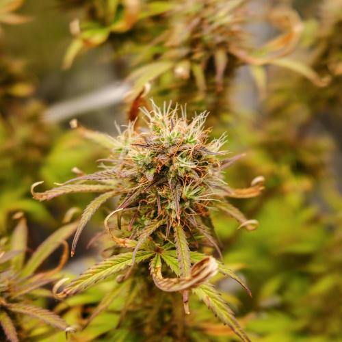 Welcome_Newbie_indoor. Week 9