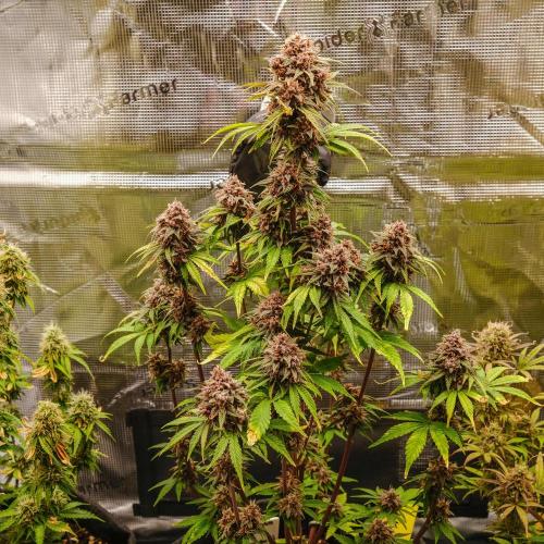 Welcome_Newbie_indoor. Week 9