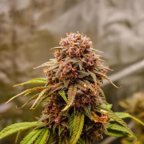 Welcome_Newbie_indoor. Week 9