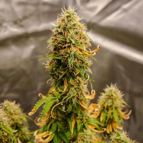 Welcome_Newbie_indoor. Week 9