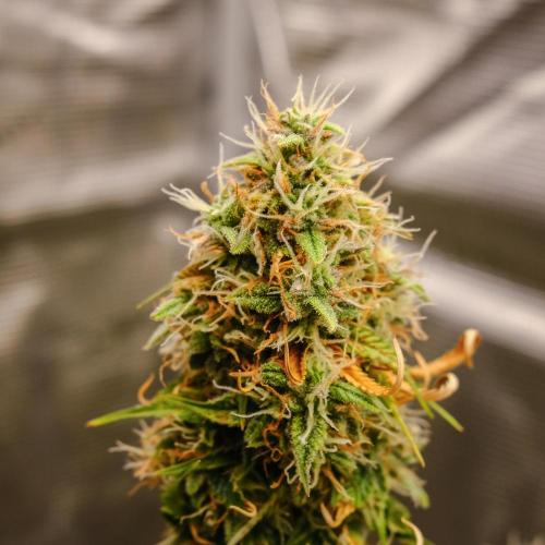 Welcome_Newbie_indoor. Week 9