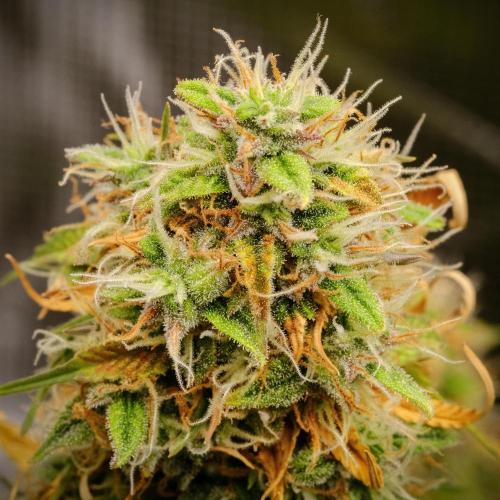 Welcome_Newbie_indoor. Week 9