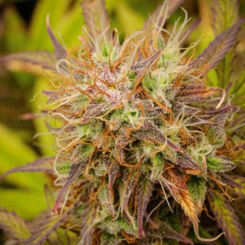 Welcome_Newbie_indoor. Week 9