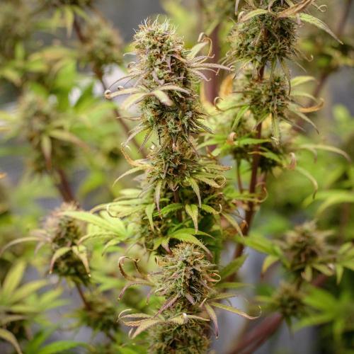 Welcome_Newbie_indoor. Week 9