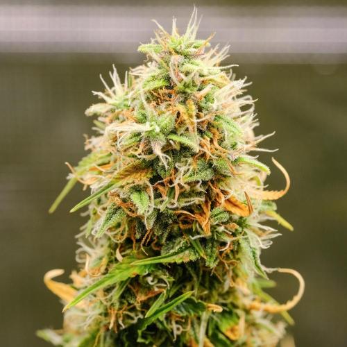 Welcome_Newbie_indoor. Week 9