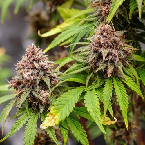 Welcome_Newbie_indoor. Week 9