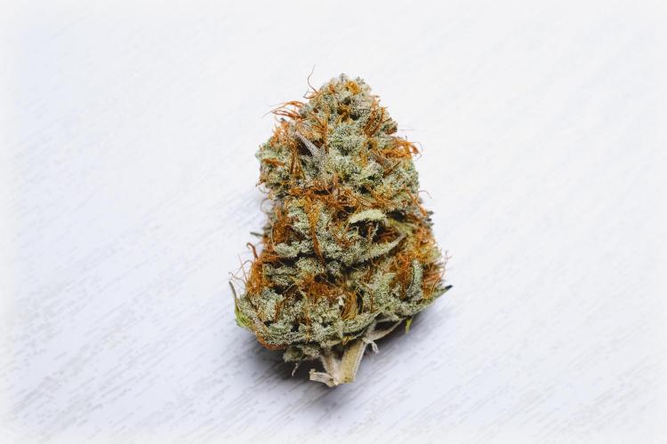 Welcome_Newbie_indoor. Week 10
