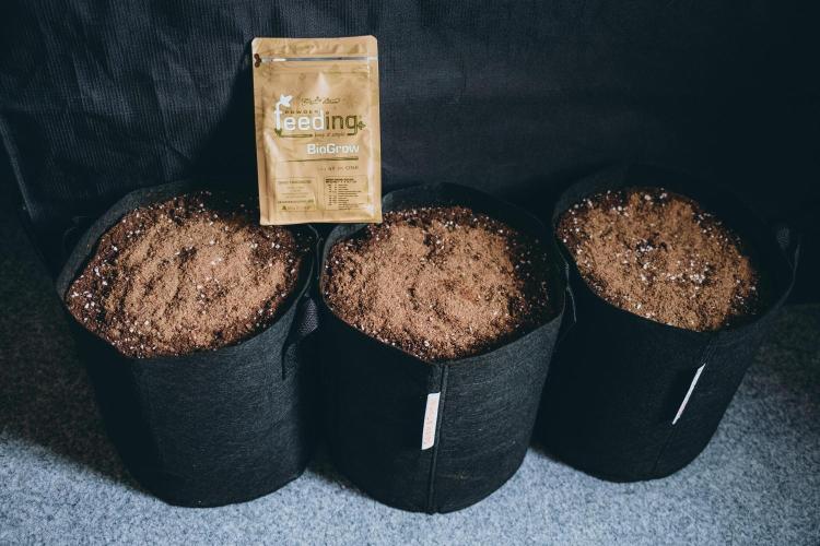 Spring 42 auto. Week 0