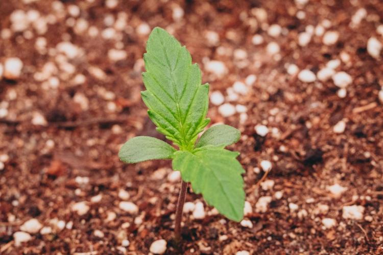 Spring 42 auto. Week 1 - Z-Up