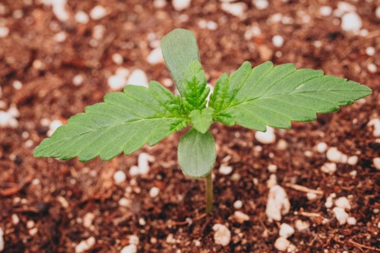 Spring 42 auto. Week 1 - Papaya Cookies
