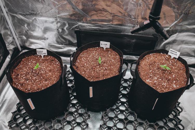 Spring 42 auto. Week 1