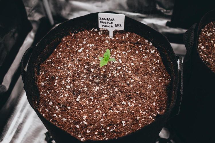 Spring 42 auto. Week 1