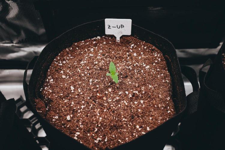 Spring 42 auto. Week 1