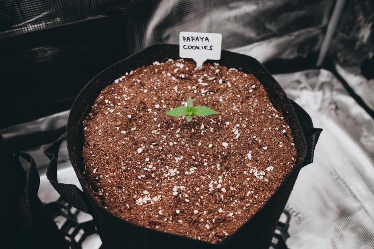 Spring 42 auto. Week 1