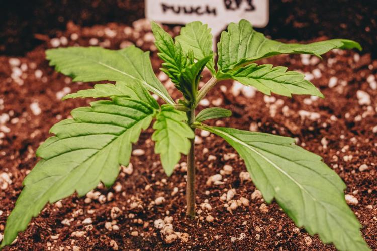 Spring 42 auto. Week 2