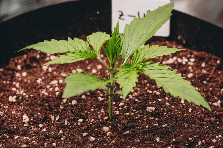 Spring 42 auto. Week 2